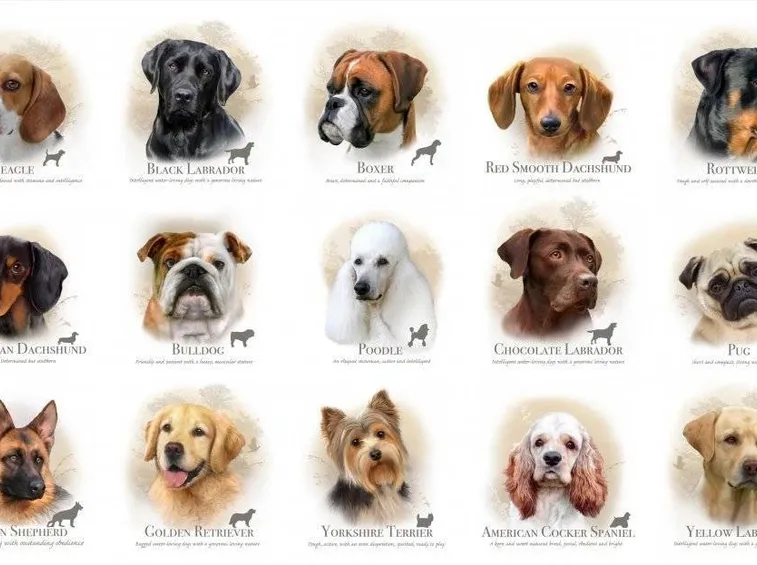 foto razze canine