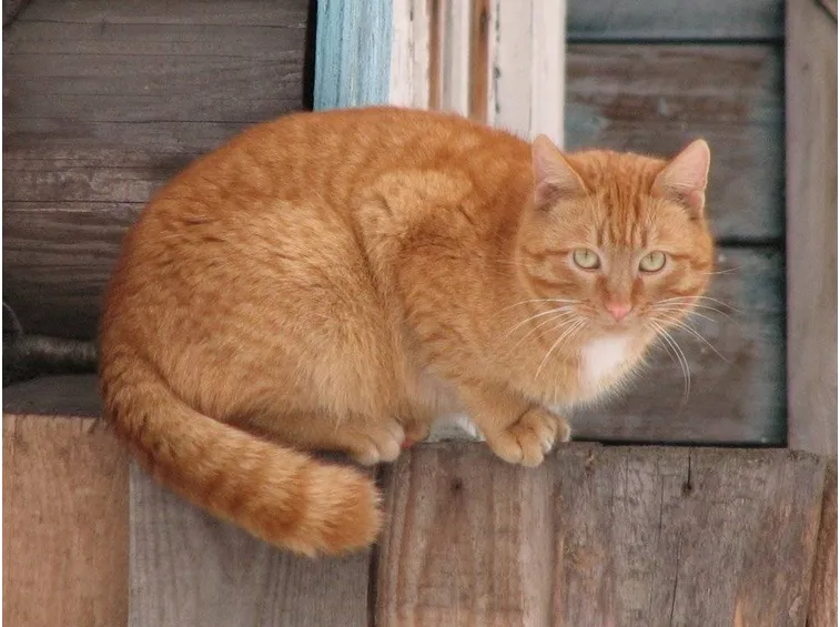 Chi di voi guardando un gatto rosso non ha pensato al cartone animato Garfield?
